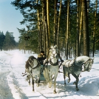 Picture of troika with three orlov trotters trotting in snow