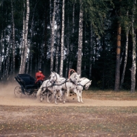 Picture of troika with three russian stallions,  tersk, orlov trotter, tersk in moscow forest