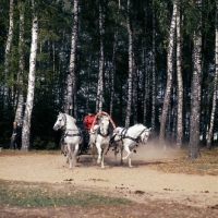 Picture of troika with three russian stallions, tersk, orlov trotter, tersk in moscow forest