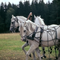 Picture of troika with three russian stallions,  tersk, orlov  trotter, tersk in moscow forest