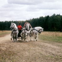 Picture of troika with three russian stallions,  tersk, orlov trotter, tersk