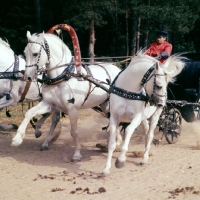 Picture of troika with three russian stallions,  tersk, orlov trotter, tersk in moscow forest