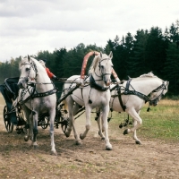 Picture of troika with three russian stallions,  tersk, orlov trotter, tersk in moscow forest