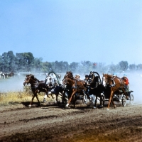 Picture of troikas with orlov trotters racing