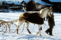 Picture of trotter after a trotting race at kitzbuhel