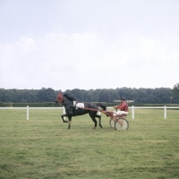 Picture of trotter at haras du pin, france, 