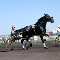 Picture of trotter racing at moscow races