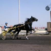 Picture of trotter racing on racecourse at moscow races