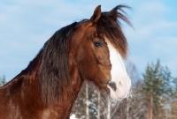 Picture of Trotter standing in snowy field