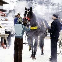 Picture of trotter steaming in the cold after trotting race, westerndorf austria