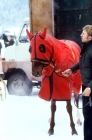 Picture of trotter wearing hood and long-sided rug at races on snow in austria