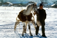 Picture of trotter with buggy at races on snow in austria