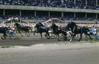 Picture of trotters racing at moscow racecourse
