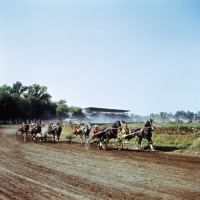 Picture of trotters racing