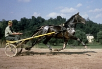 Picture of trotting, horse in training in germany