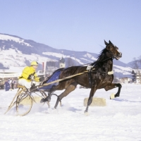 Picture of trotting race on snow at kitzbuhel austria 