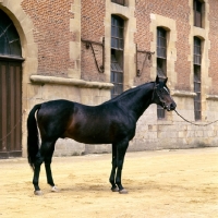 Picture of tryptic, french thoroughbred at haras du pin