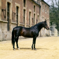 Picture of tryptic, french thoroughbred at haras du pin
