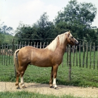 Picture of turkdean cerdin, welsh pony of cob type (section c) stallion looking out from his paddock