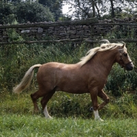 Picture of turkdean cerdin, welsh pony of cob type (section c) stallion patrolling his paddock, 