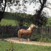 Picture of turkdean cerdin, welsh pony of cob type (section c) stallion looking out of his paddock
