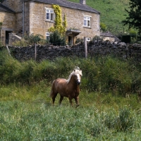 Picture of turkdean cerdin, welsh pony of cob type (section c) stallion, trotting in his paddock