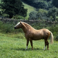 Picture of turkdean cerdin, welsh pony of cob type (section c) stallion in his paddock