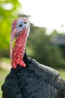 Picture of turkey in france