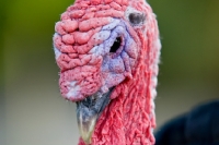 Picture of turkey portrait