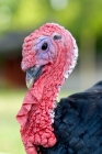 Picture of turkey side view