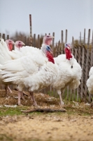 Picture of Turkeys in America