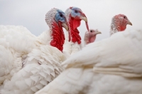 Picture of turkeys in profile