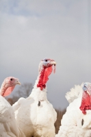 Picture of Turkeys