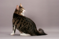 Picture of Turkish Angora cat, back view, brown mackerel tabby & white colour