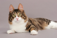 Picture of Turkish Angora cat, brown mackerel tabby & white colour