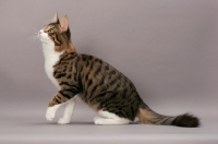 Picture of Turkish Angora cat, looking up, brown mackerel tabby & white colour