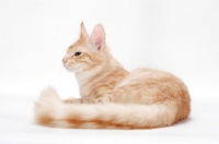 Picture of Turkish Angora cat lying down, red silver tabby colour