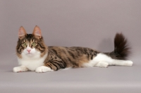 Picture of Turkish Angora cat, lying down, brown mackerel tabby & white colour