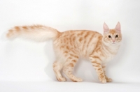 Picture of Turkish Angora cat on white background, red silver tabby colour