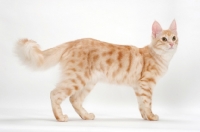 Picture of Turkish Angora cat side view, red silver tabby colour