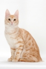 Picture of Turkish Angora cat sitting down, red silver tabby colour