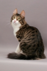 Picture of Turkish Angora cat, sitting down, brown mackerel tabby & white colour