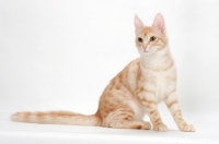 Picture of Turkish Angora cat sitting, red silver tabby colour