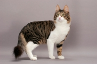 Picture of Turkish Angora cat, standing, brown mackerel tabby & white colour