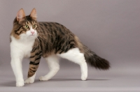 Picture of Turkish Angora cat, walking, brown mackerel tabby & white colour