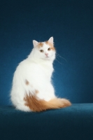 Picture of Turkish Van, back view