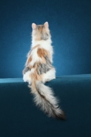 Picture of Turkish Van back view