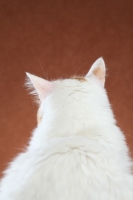 Picture of Turkish Van back view