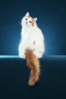 Picture of Turkish Van, back view