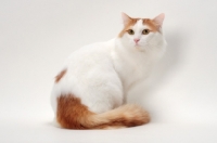 Picture of Turkish Van cat back view, Red Classic Tabby & White colour
